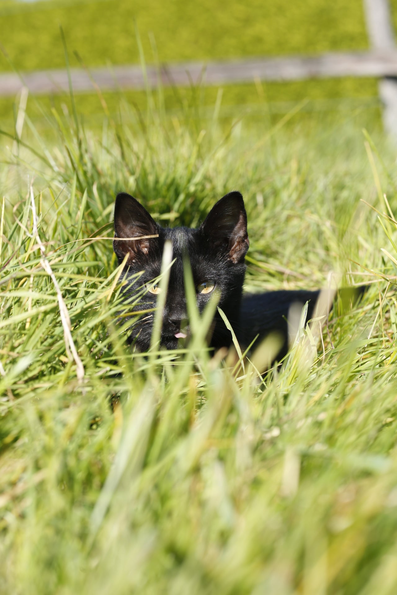 Katzen